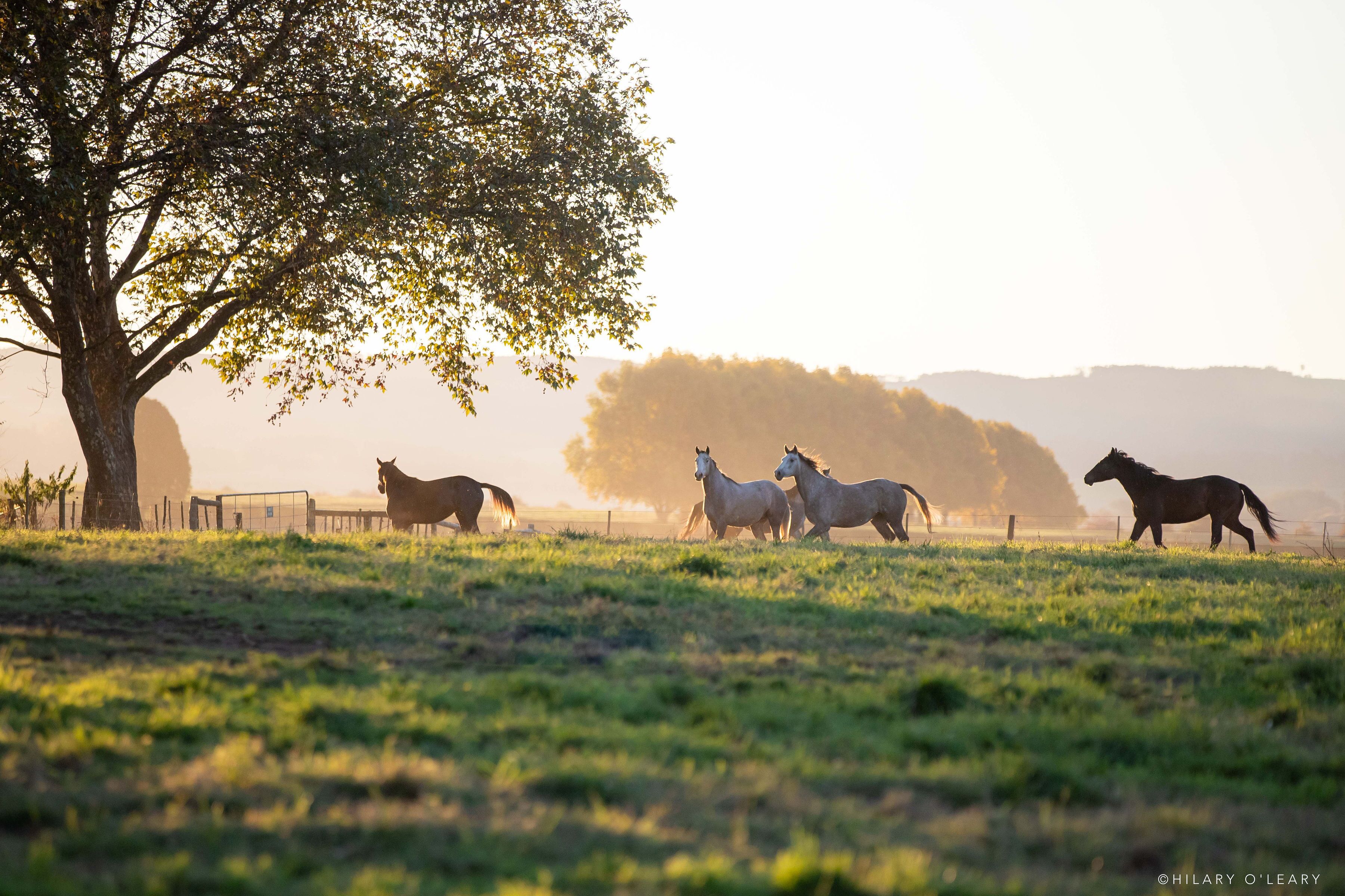 A group of horses grazing in a field with a large tree and a fence in the background.