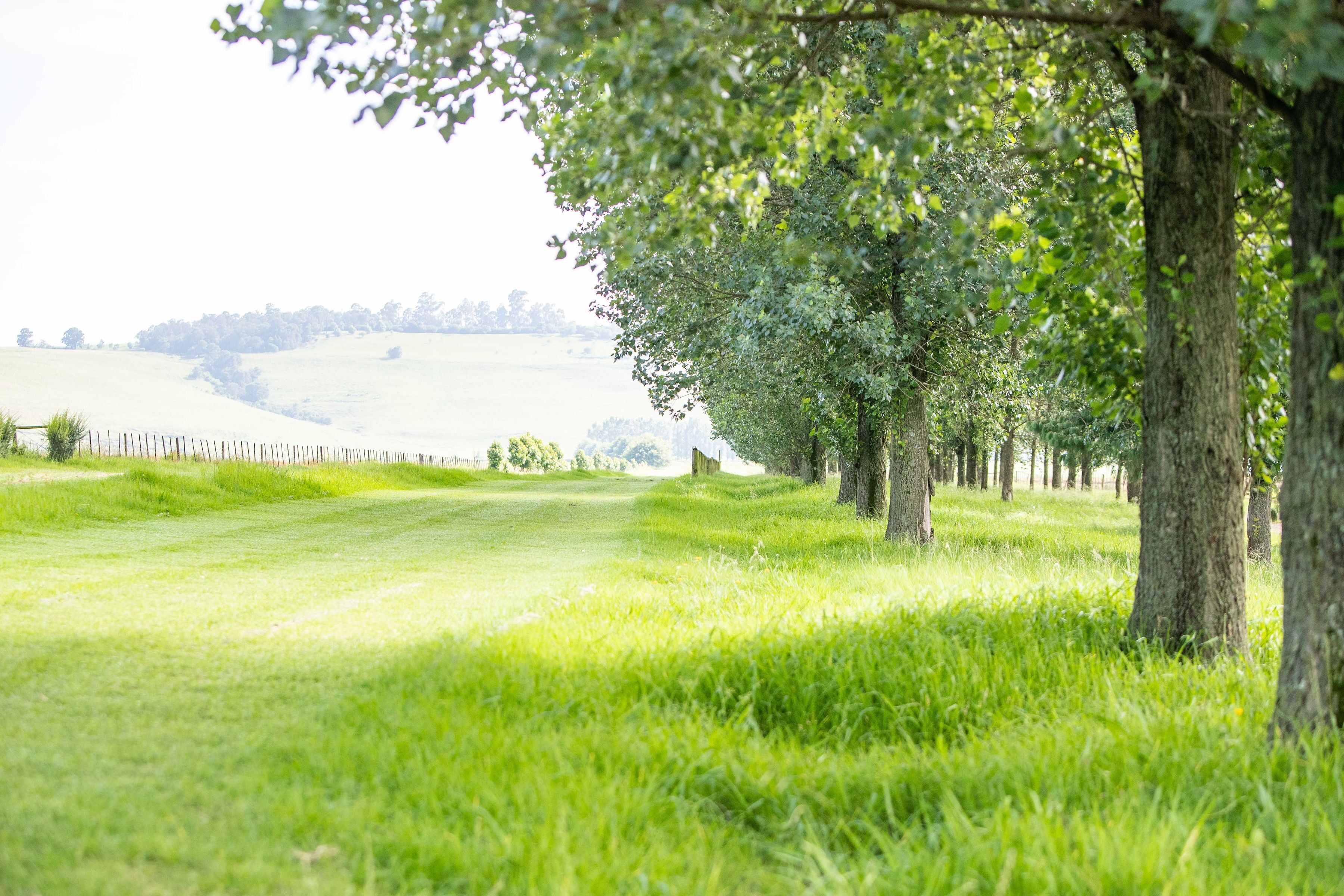 Ein grasbewachsenes Feld mit Bäumen und einem Zaun in der Ferne.