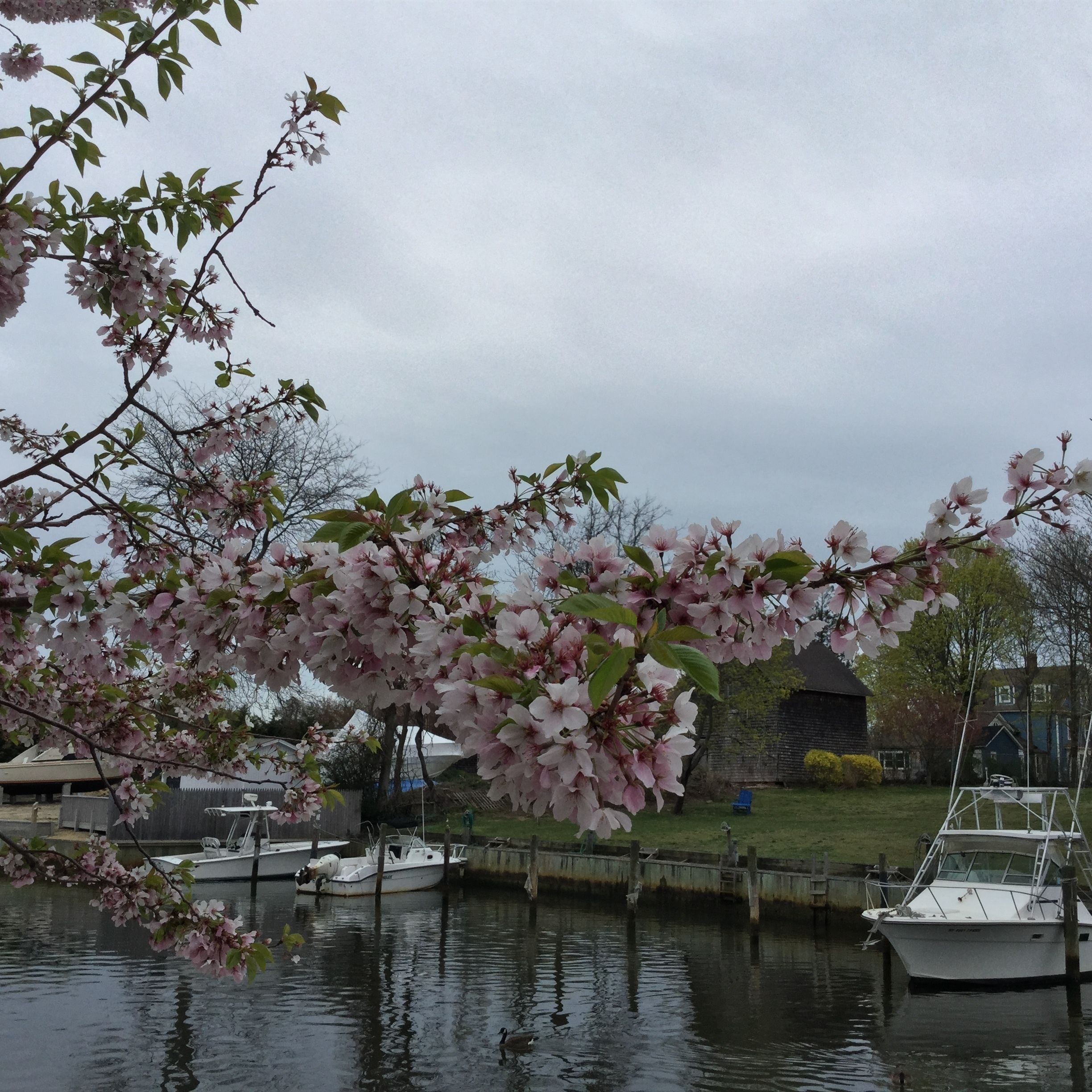 A serene lakeside scene with blooming pink flowers, boats docked along the shore, and a grassy area with a wooden fence.