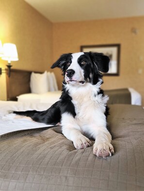 Pet-friendly - Canmore Inn & Suites (Canmore)