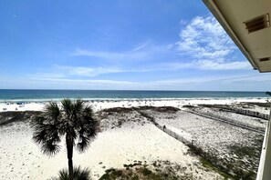 Ein Strand mit einer Palme, Sandflächen und einem Zaun.