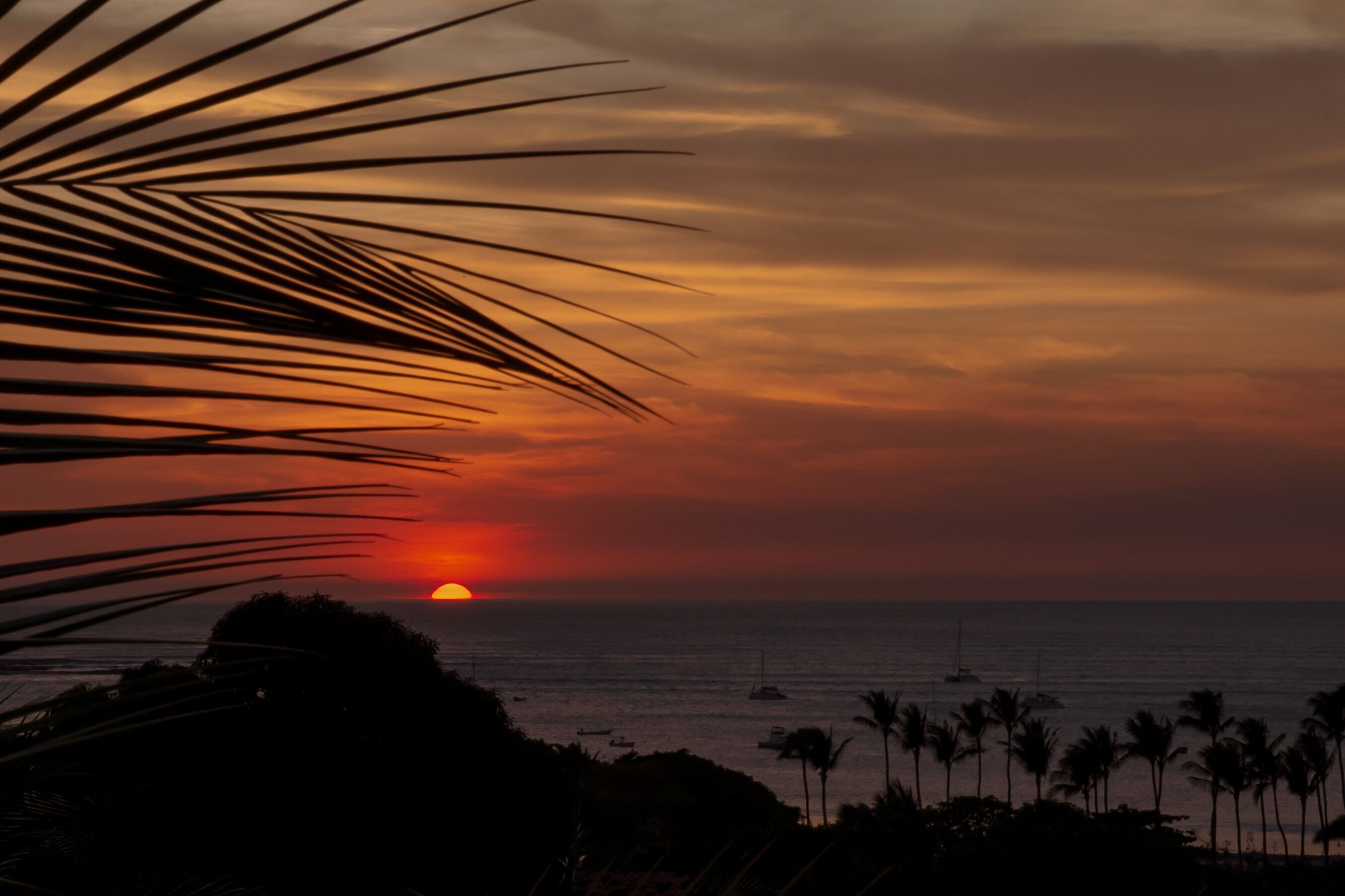 A sunset over the ocean with palm trees in the foreground.