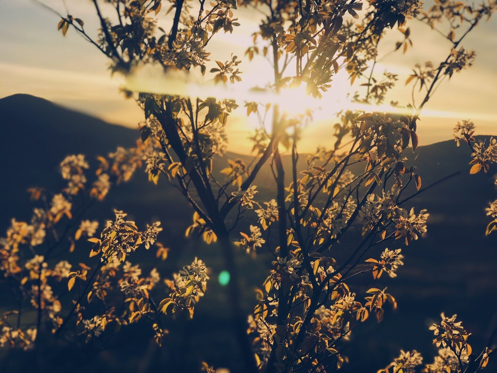 Un albero con fiori e foglie illuminato dal sole.
