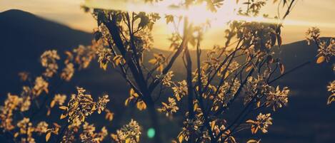 Un albero con fiori e foglie illuminato dal sole.