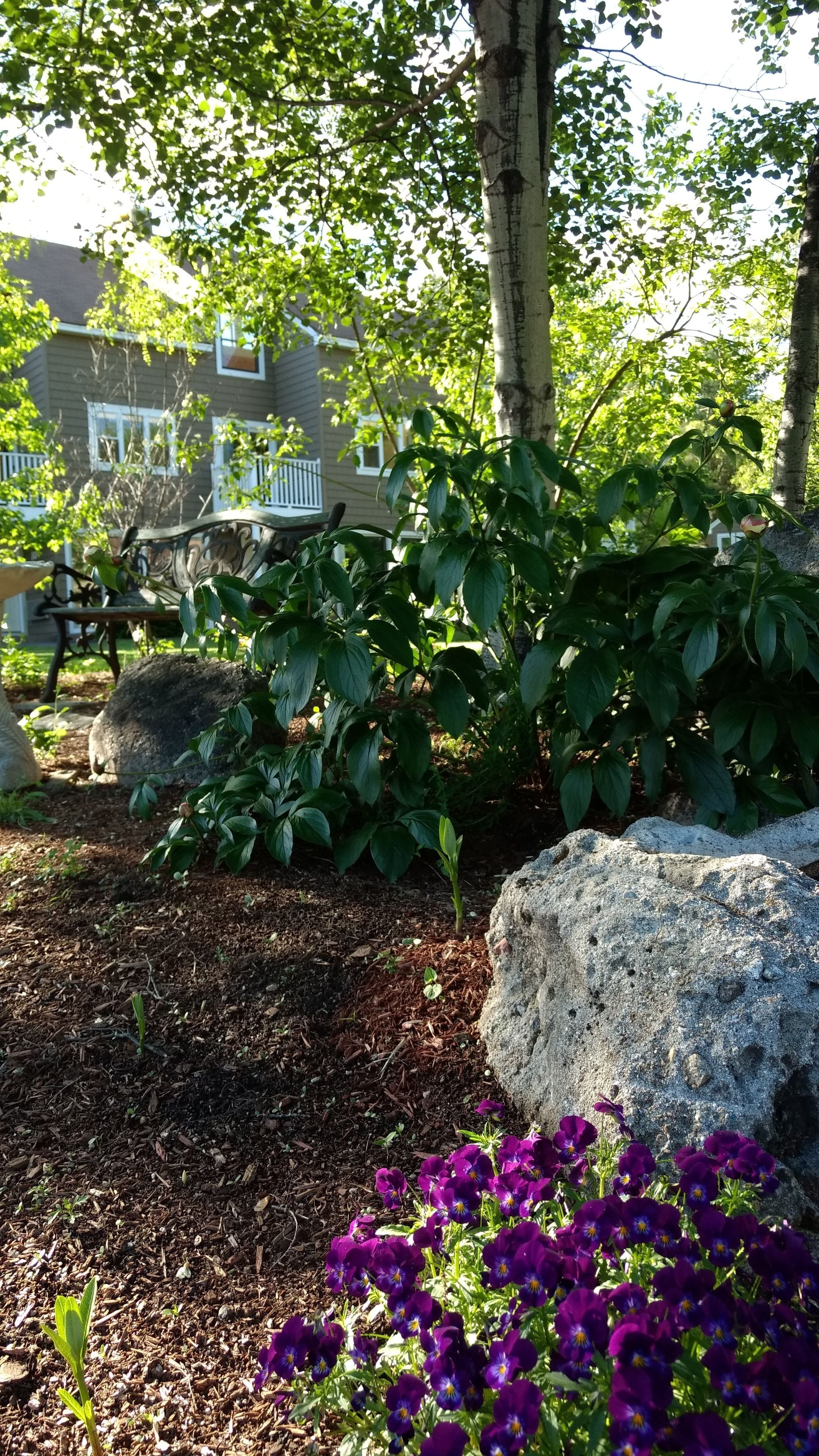 A garden with a large rock, purple flowers, and a tree.