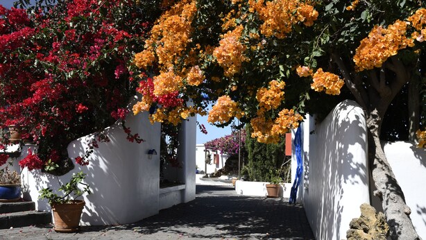 A narrow street with potted plants and flowers lining the sides. - panoramic view  Vineyards 2 Bed+2bathrrooms Pool Heated  (La Matanza de Acentejo)