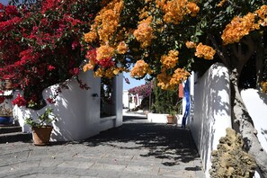 Una stretta via fiancheggiata da vasi di piante e fiori.