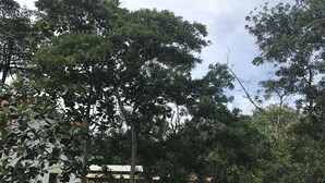 A dense forest with tall trees and a building partially obscured by foliage. - Bukit Bentong Homestay (Bentong)