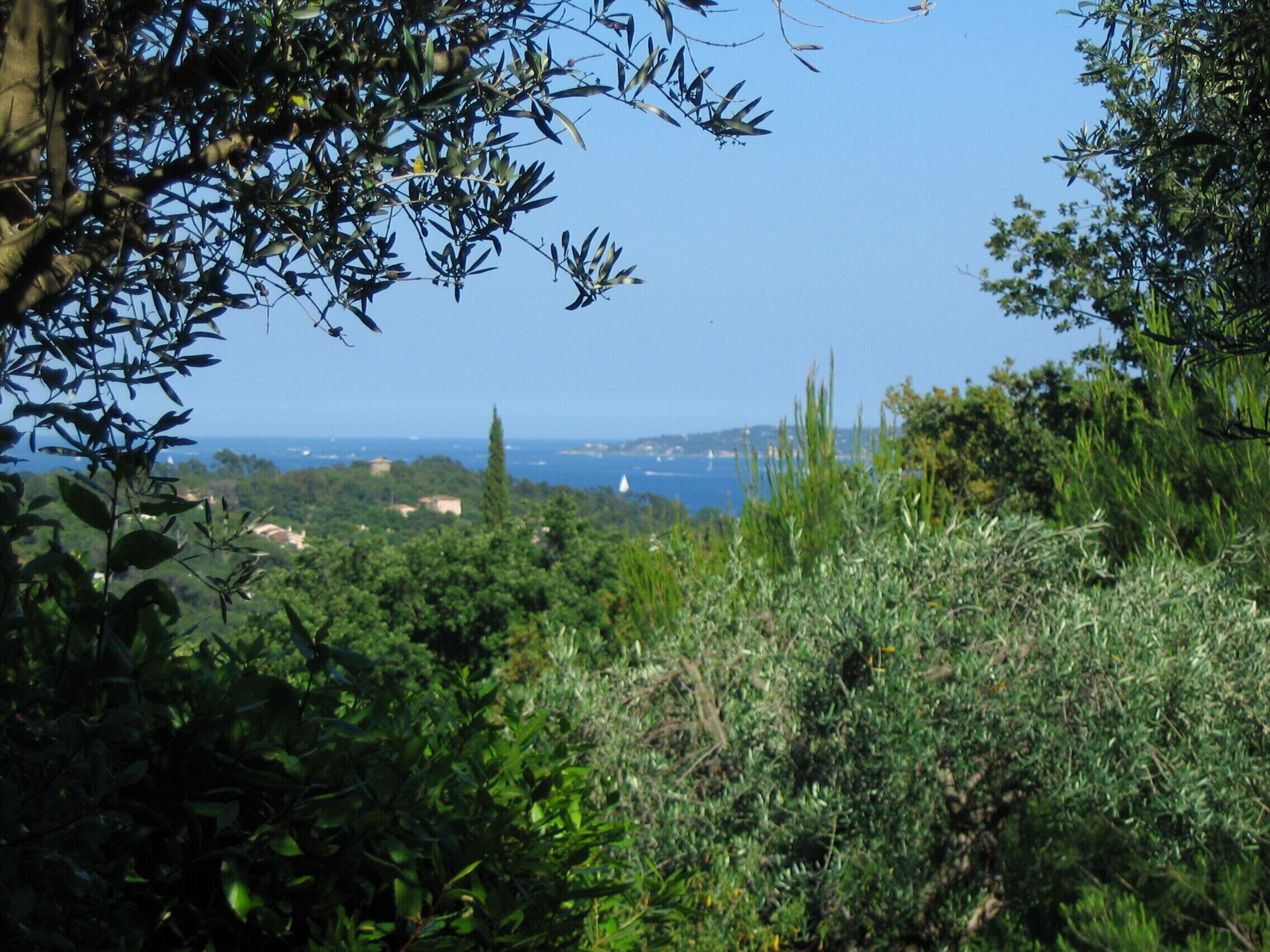 Un paysage luxuriant, caractérisé par une végétation dense et une vue lointaine sur la mer.