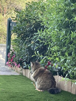A cat sitting on a lawn next to a wooden fence and dense green foliage.