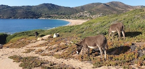 Playa en los alrededores y camastros