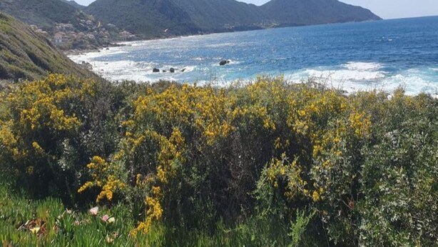 A coastal landscape with mountains, a beach, and yellow wildflowers.