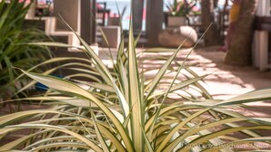 A plant with long, narrow leaves in a shaded outdoor area. - Central Beach Inn (Mirissa)