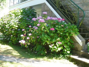 Un jardín con arbustos de hortensia y una escalera de piedra.