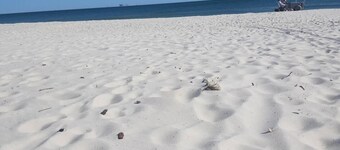 Castaway II - less than 100 yards walking distance to the beach