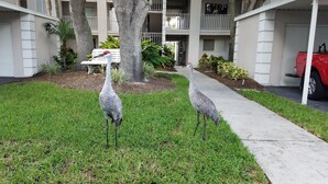 Two birds on a grassy area in front of a building with a red vehicle parked nearby. - Amazing View - On Golf Course - Near Beaches, Shopping & Restaurants (Venice)