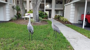 Property grounds - Amazing View - On Golf Course - Near Beaches, Shopping & Restaurants (Venice)