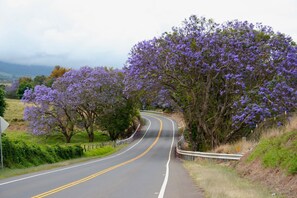 Exterior - Upcountry Short Term Rental Home with Ocean and Mt Views, Close to Makawao Town. (Makawao)