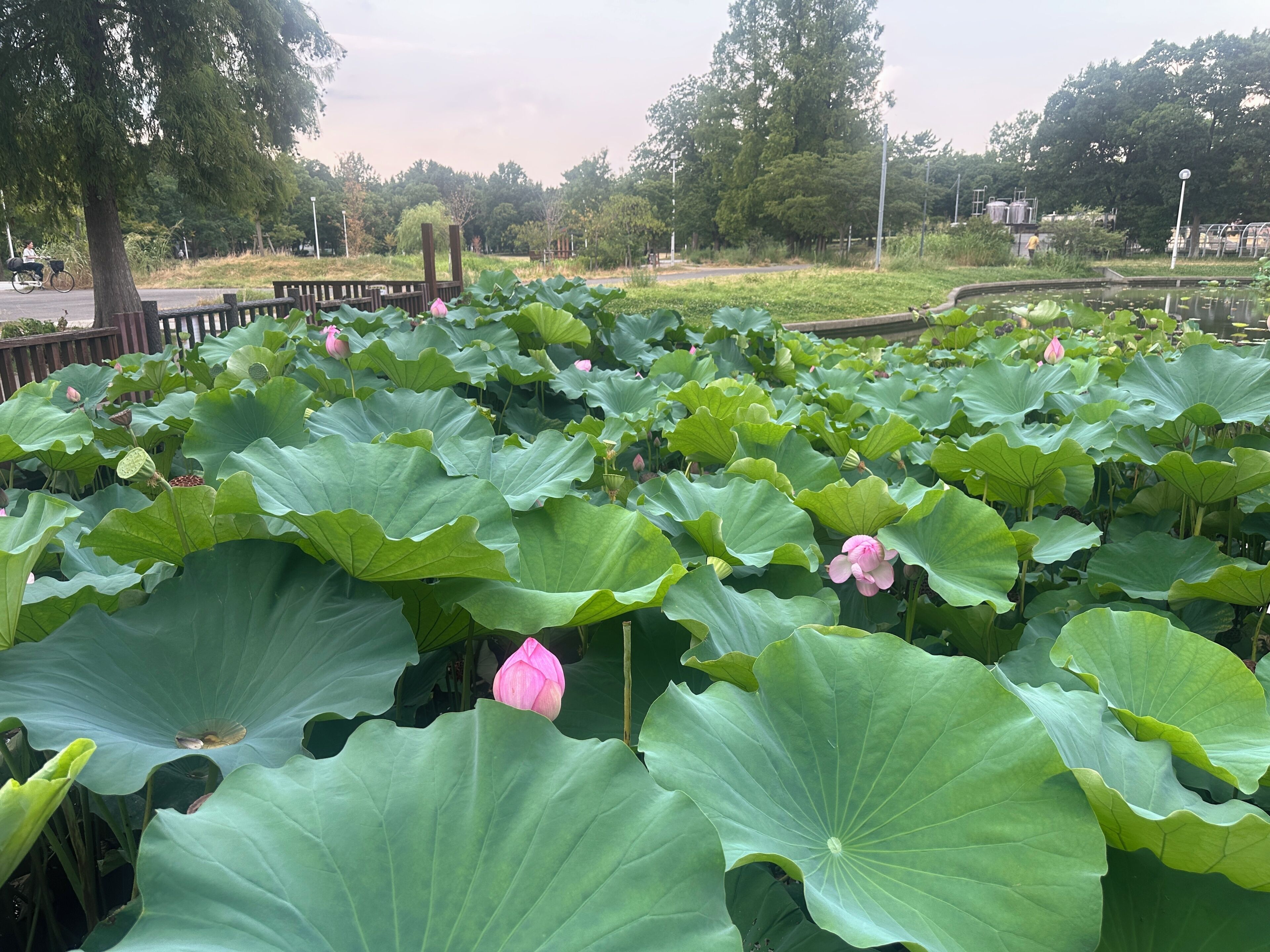 A large area covered with lotus plants and a wooden fence.