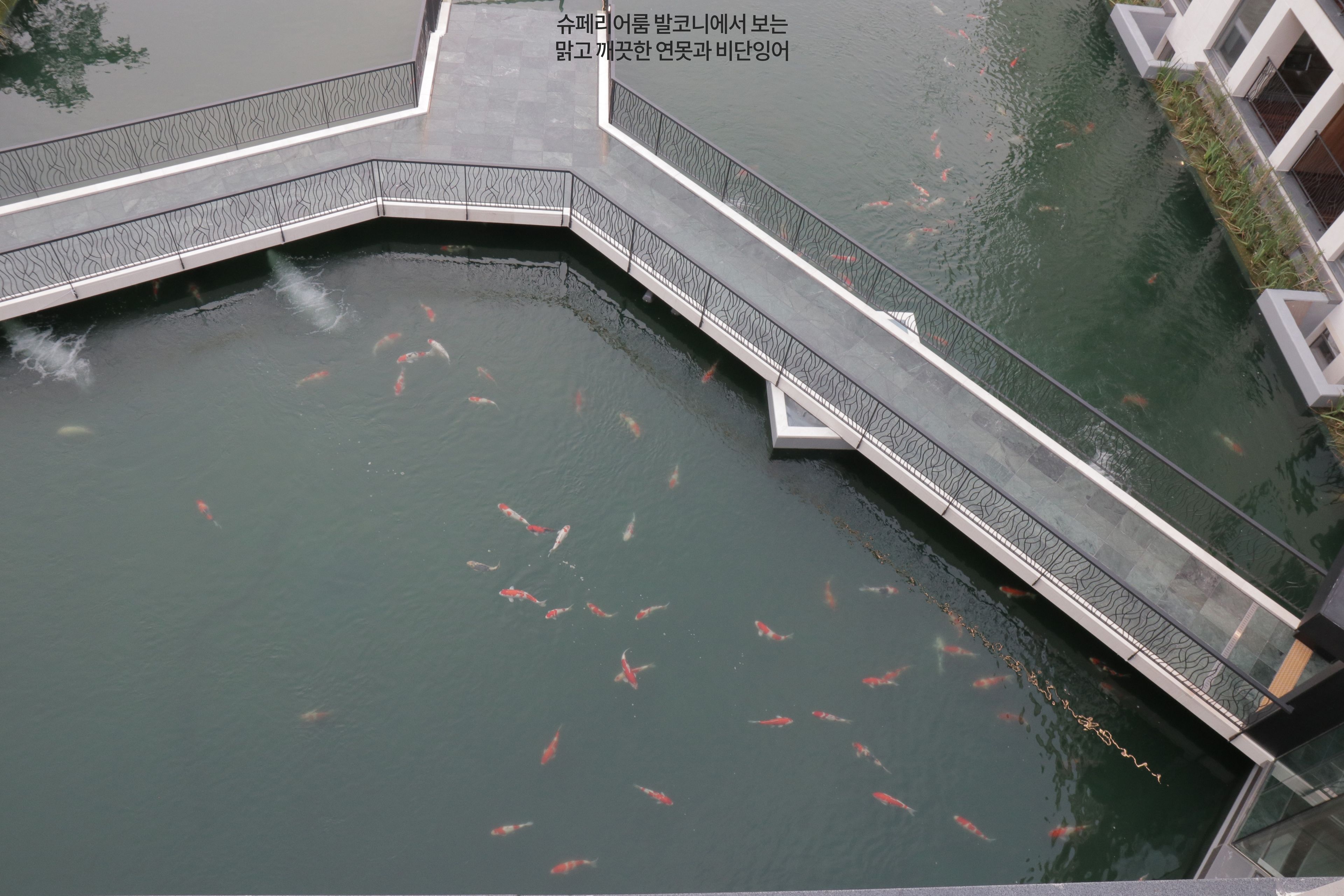 A koi pond with a curved walkway.