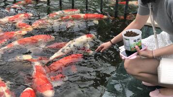 A person feeding koi fish in a pond.