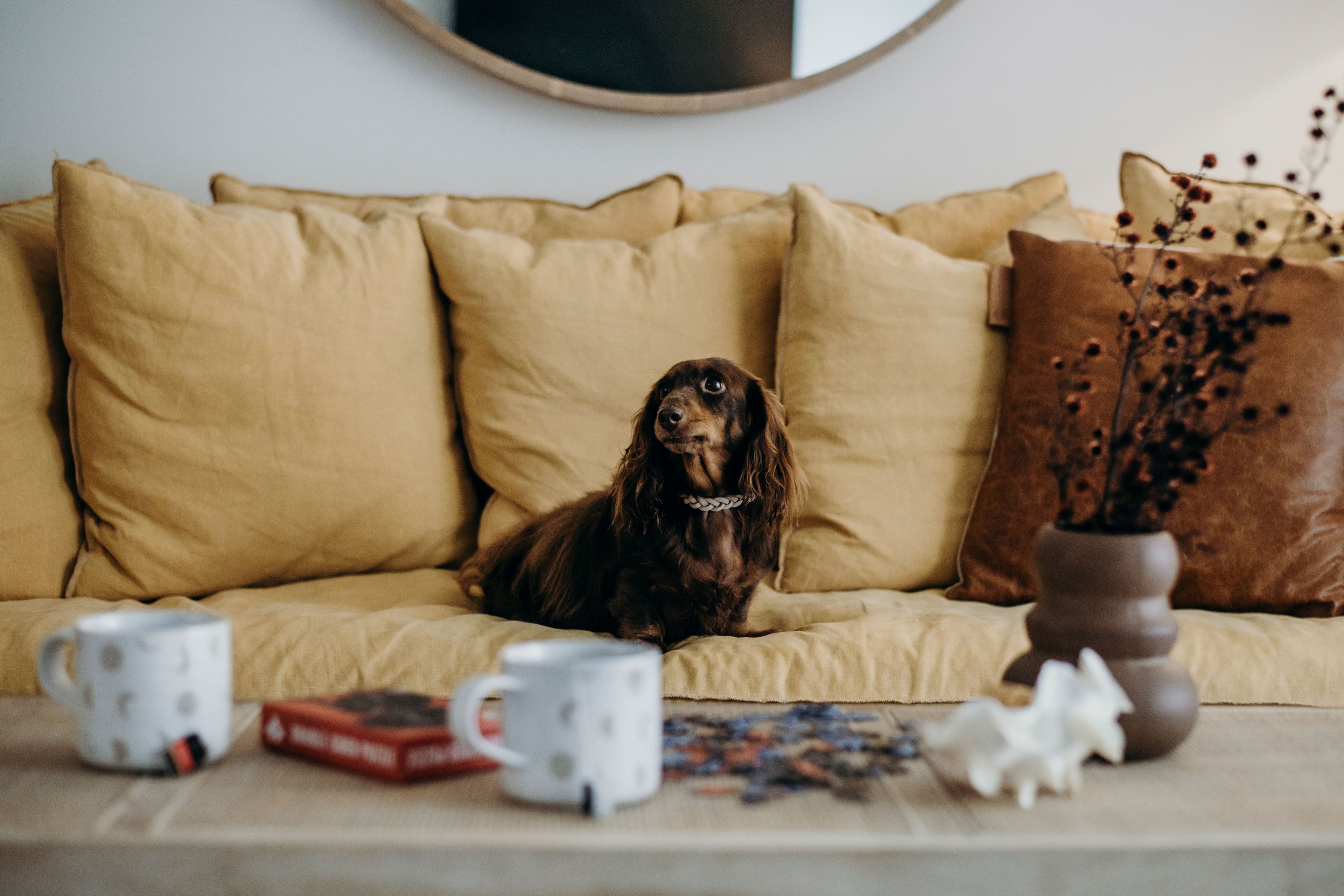 A dog sitting on a beige sofa with a white mug and a puzzle on the table in front.