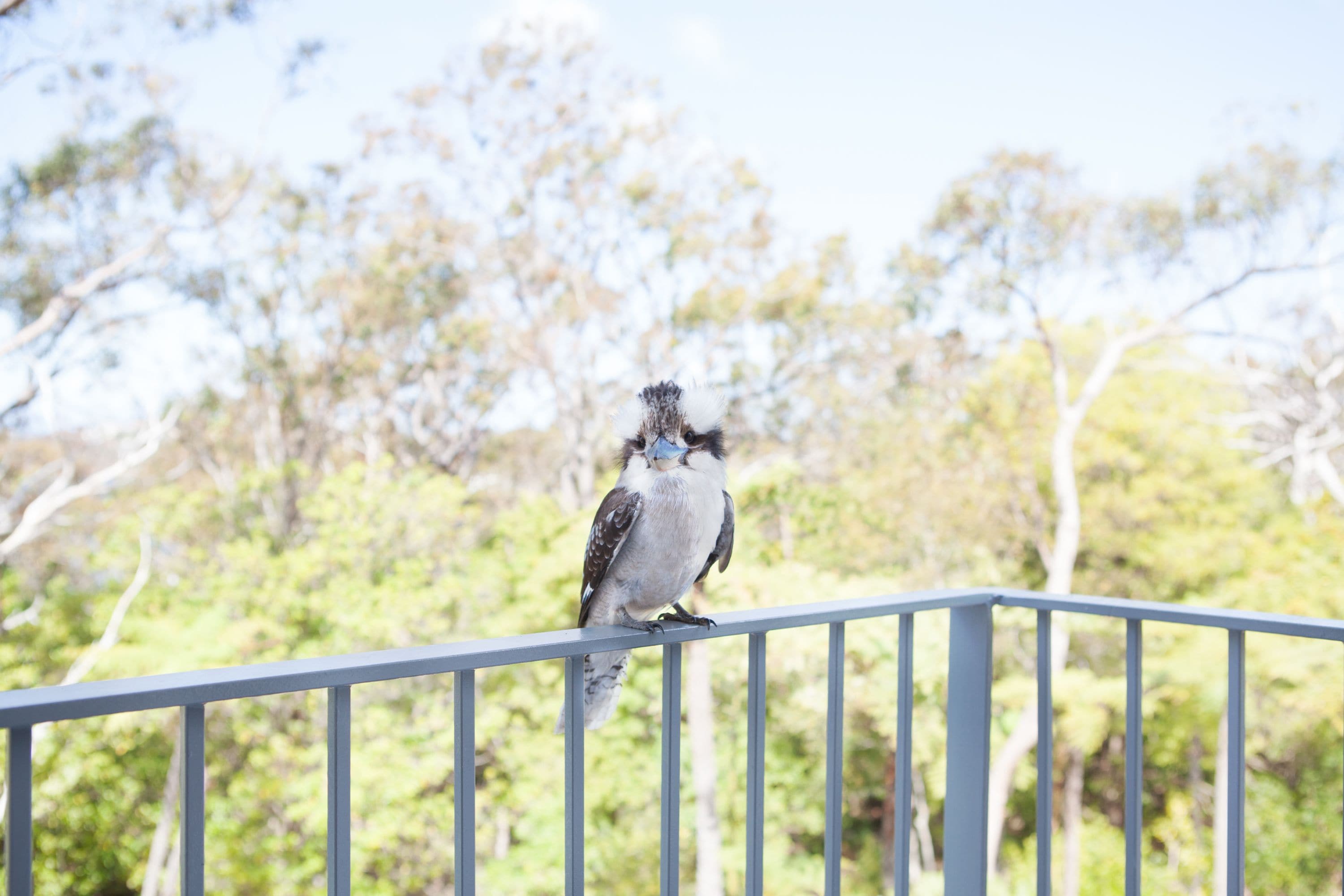 A bird perched on a railing with trees in the background.