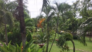Un jardí exuberant amb diverses plantes tropicals i palmeres.