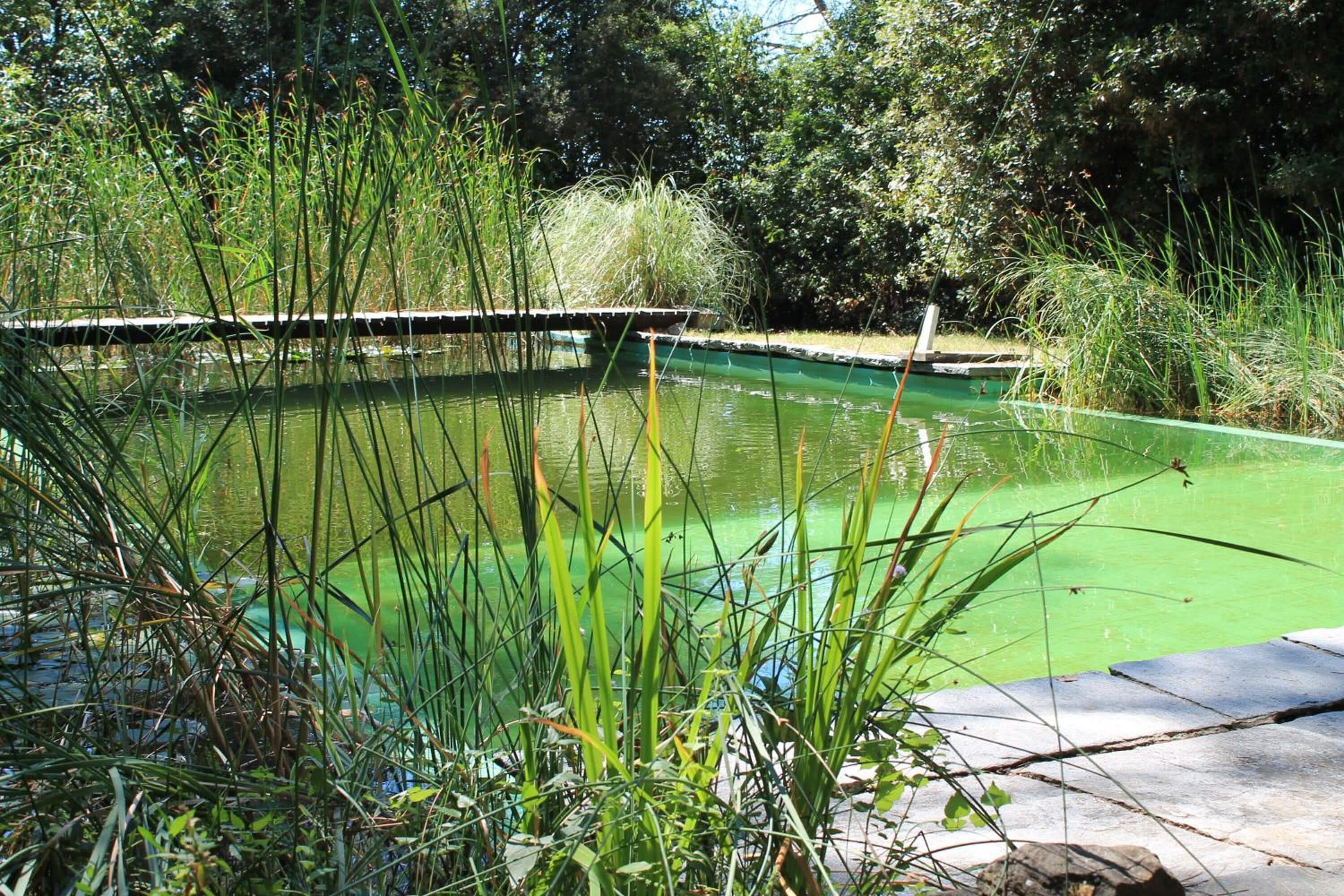 Ein Teich mit einer Holzterrasse und umgebender Bepflanzung.