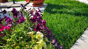 Un jardin agrémenté de différentes sortes de fleurs et doté d’un sentier.