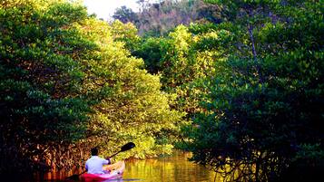 A person kayaking in a mangrove forest.