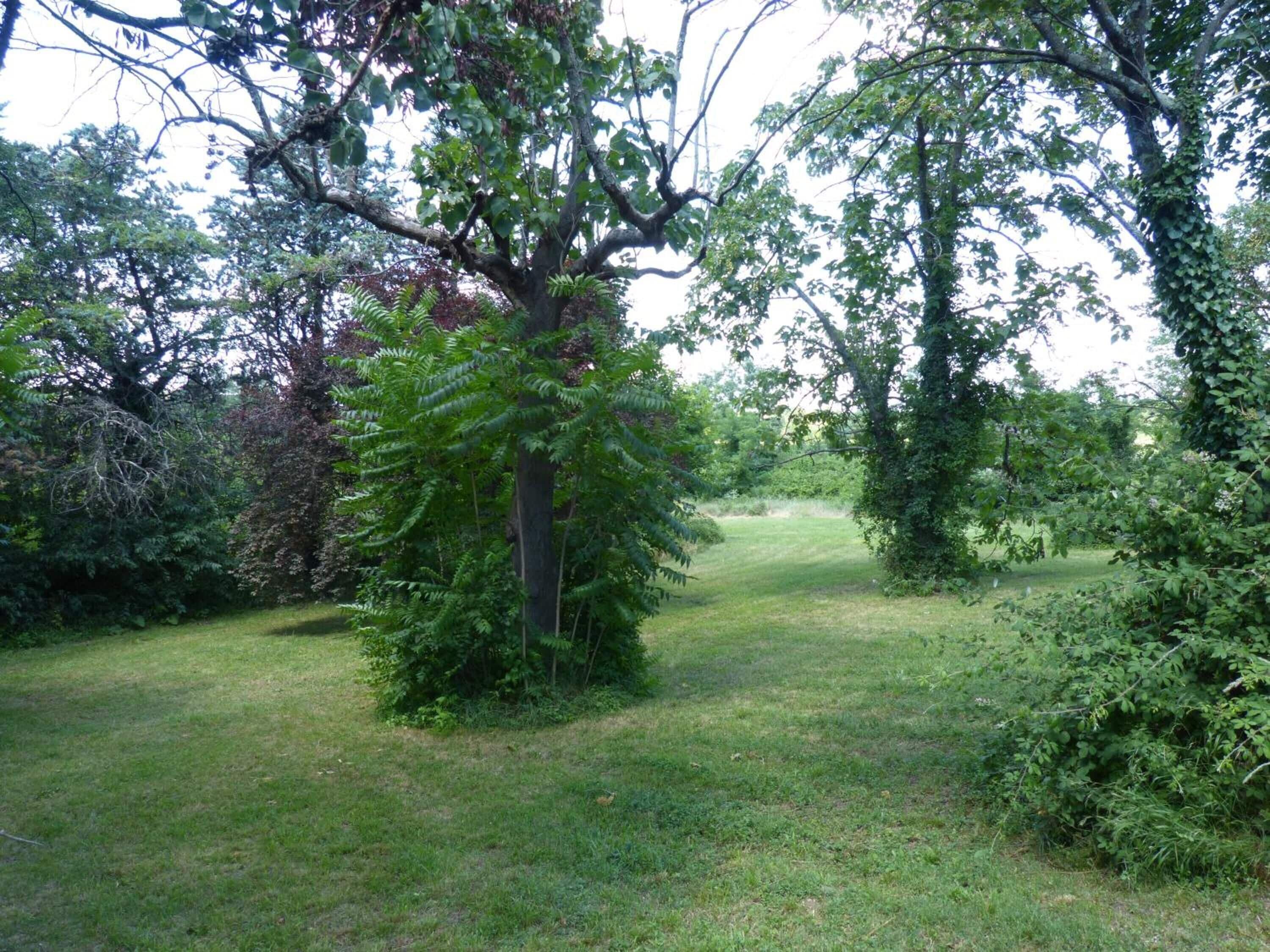 Une zone herbeuse avec des arbres et une végétation arbustive dense.