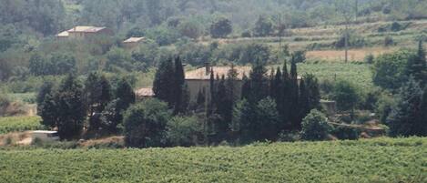 A vineyard with rows of grapevines and a few buildings in the background.