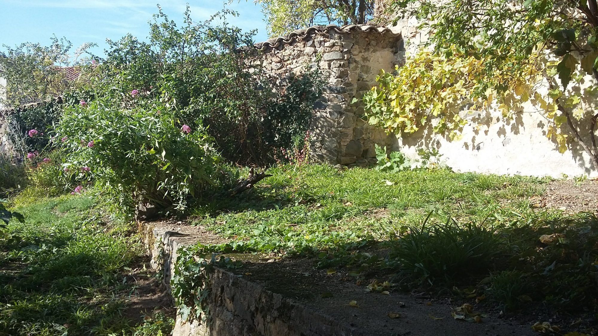 Taman