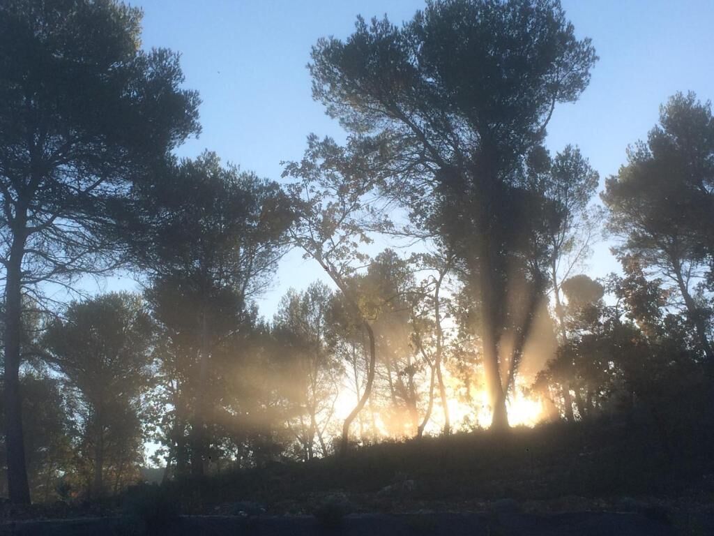 A forest with tall trees and sunlight filtering through.