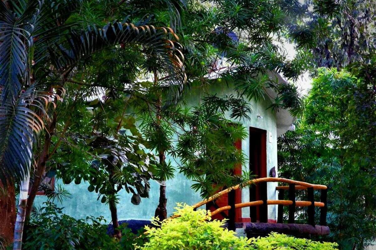 A lush garden with a variety of tropical plants and a small structure with a red door.