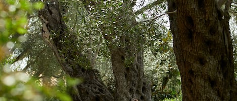 Body treatments, deep-tissue massages, body scrubs, facials