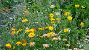 A garden with various flowers and plants. - Beech Hill B&B (Northwich)