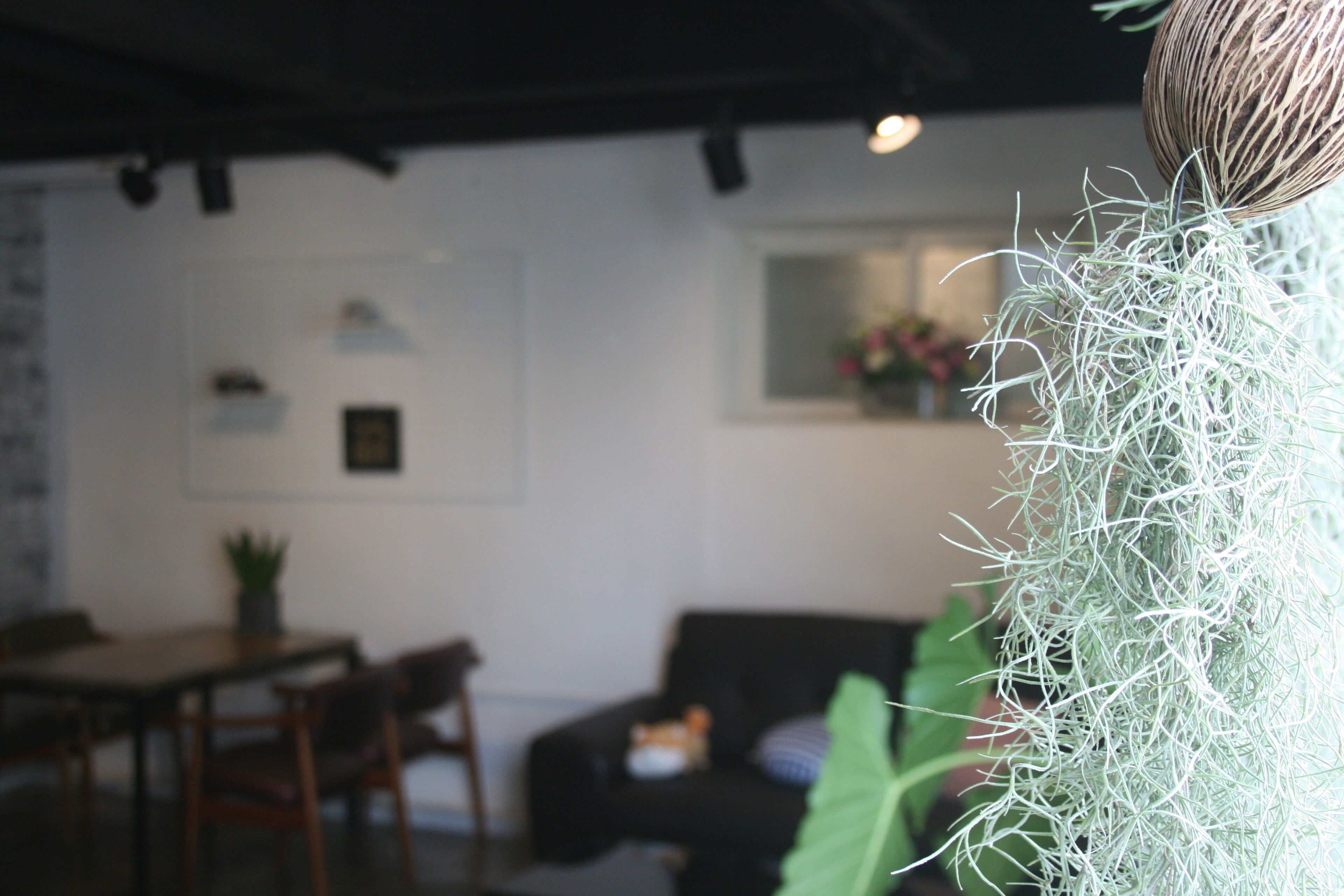 A modern interior with a dining area, a sofa, and a decorative plant.