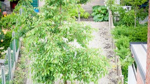 A rooftop garden with a tree, gravel path, and potted plants. - Holiday Home 't Regulierenhuisje (Tongeren)