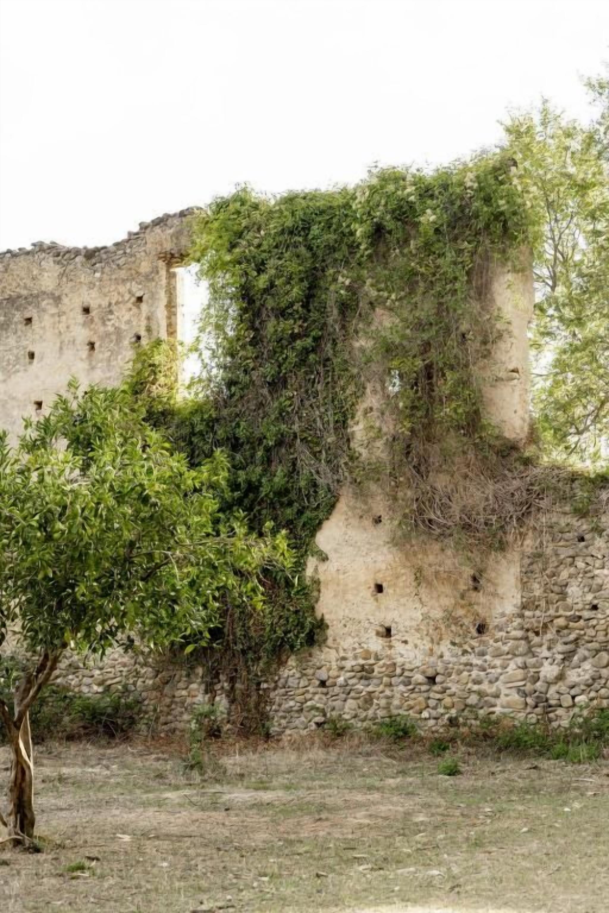 A stone wall with vegetation growth, a tree in the foreground, and a clear sky.