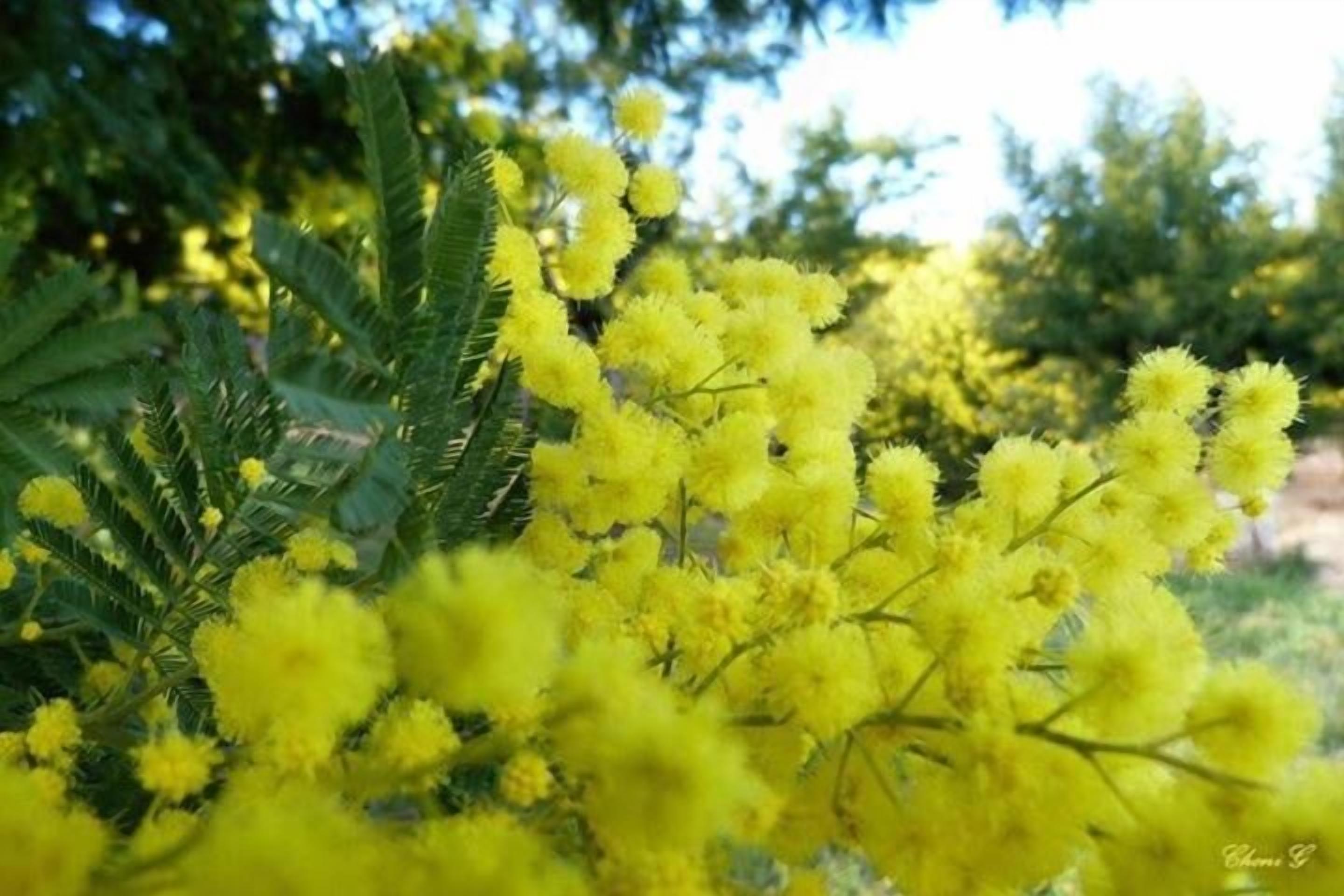 Un primo piano di piante gialle fiorite con foglie verdi.