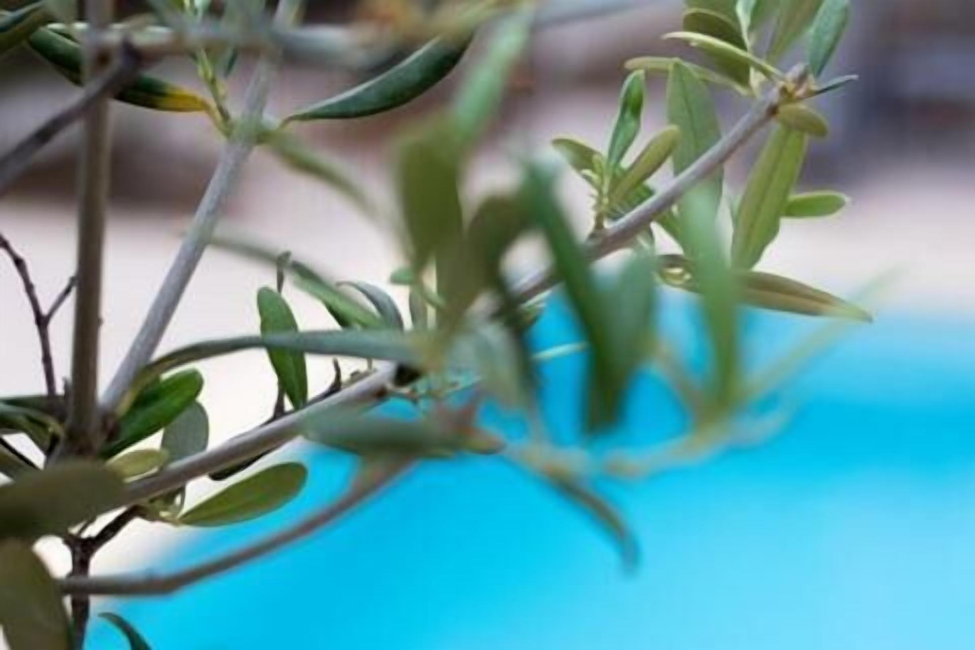 A close-up of a plant with green leaves and a blurred background.