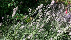 Property grounds - The Lavenders (Tenby)