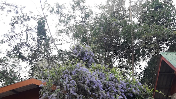 A stone building with a door and window, a bench, and a tree with purple flowers. - Suanrimtarn Suanphung (Suan Phueng)