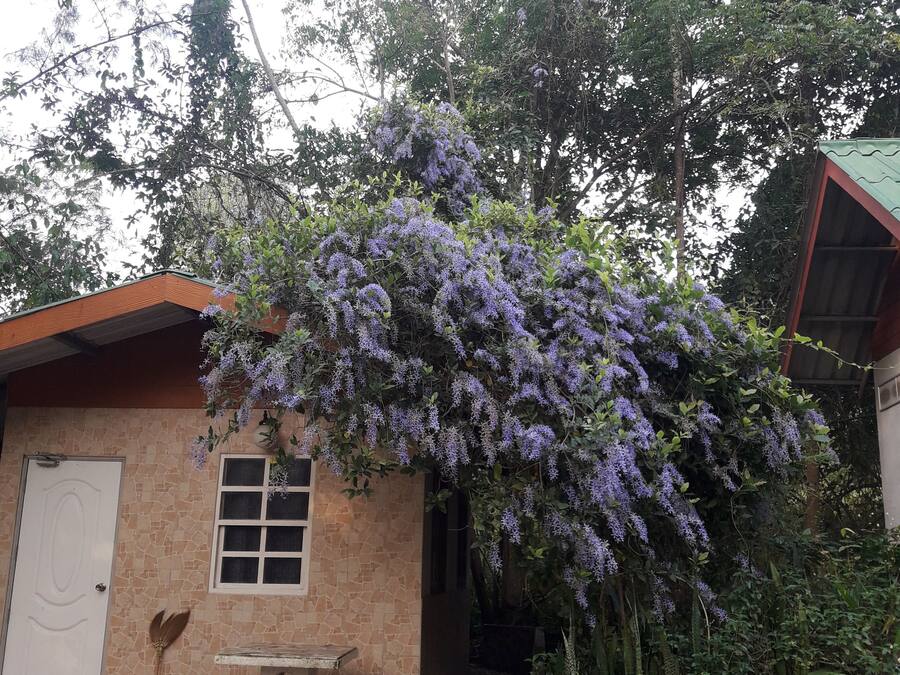 Bungalow – standard | Wi-fi (inkludert)