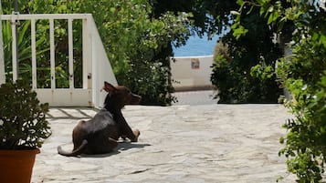 Acepta mascotas