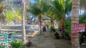 A serene outdoor area with palm trees, benches, and potted plants. - Guacamayo Bed & Breakfast (Máncora)
