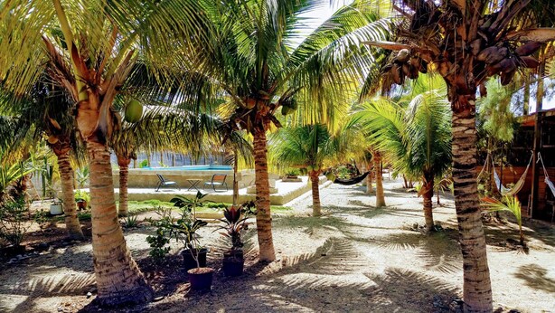 A tropical garden with palm trees, a pool, and outdoor seating. - Guacamayo Bed & Breakfast (Máncora)