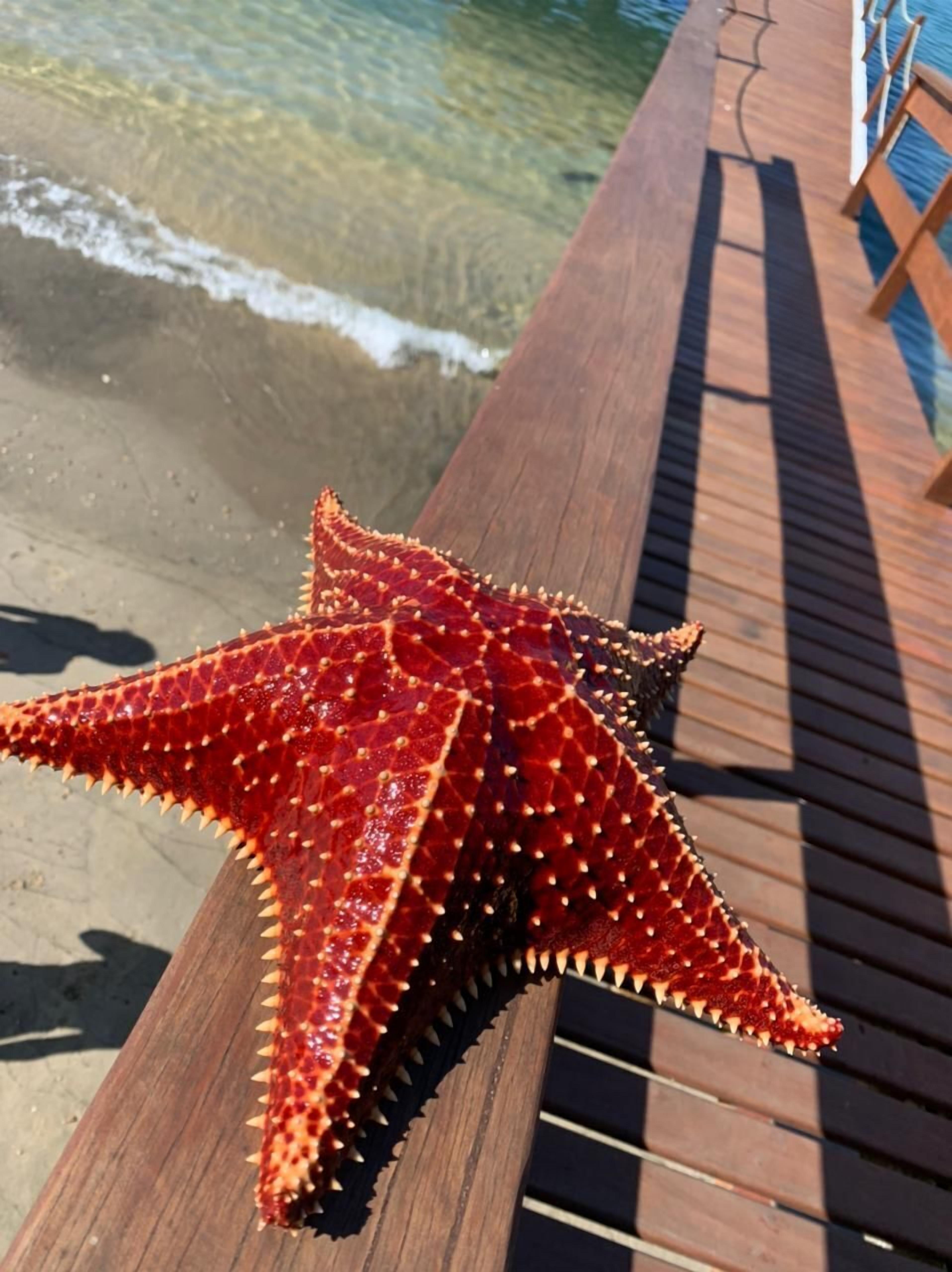 A starfish on a wooden deck by the water.
